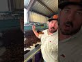 Crawfish Machinery | HOW WE SORT CRAWFISH BY SIZE 🦞 #crawfish #louisiana #food #vegetablegrader