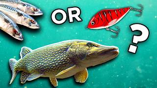 BIG PIKE Challenge - Lures or Deadbaits?