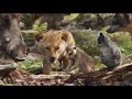 The Lion King In One Minute And 10 Seconds LOL