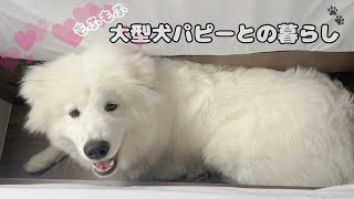 大型犬のパピーとの暮らし【サモエド×グレートピレニーズ】