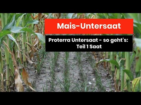 Mais Untersaat - so geht's Teil 1: Saat von Untersaat und Mais