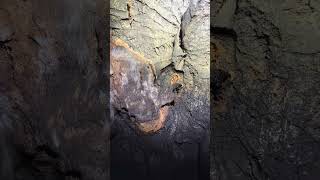 【閲覧注意】2026年クワガタ捕獲part1