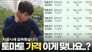 방울토마토 구토 사건 한달 뒤 농가에 벌어진 일