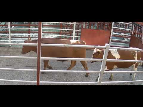 Arranca la Semana Ganadera 🔥 Remate en Feria CAR San Carlos | Ñuble