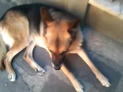 Vi presento il mio cane (Narciso)