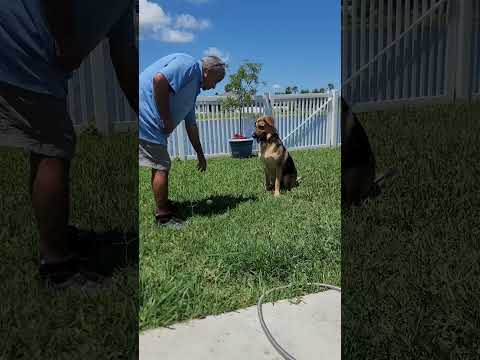 Muzzy , part 2, impulse inhibition. #dogtraining #happydogs