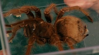 Common Tarantula Behavior | Pet Tarantulas