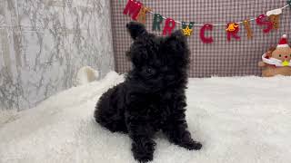 ハーフ犬の動画01