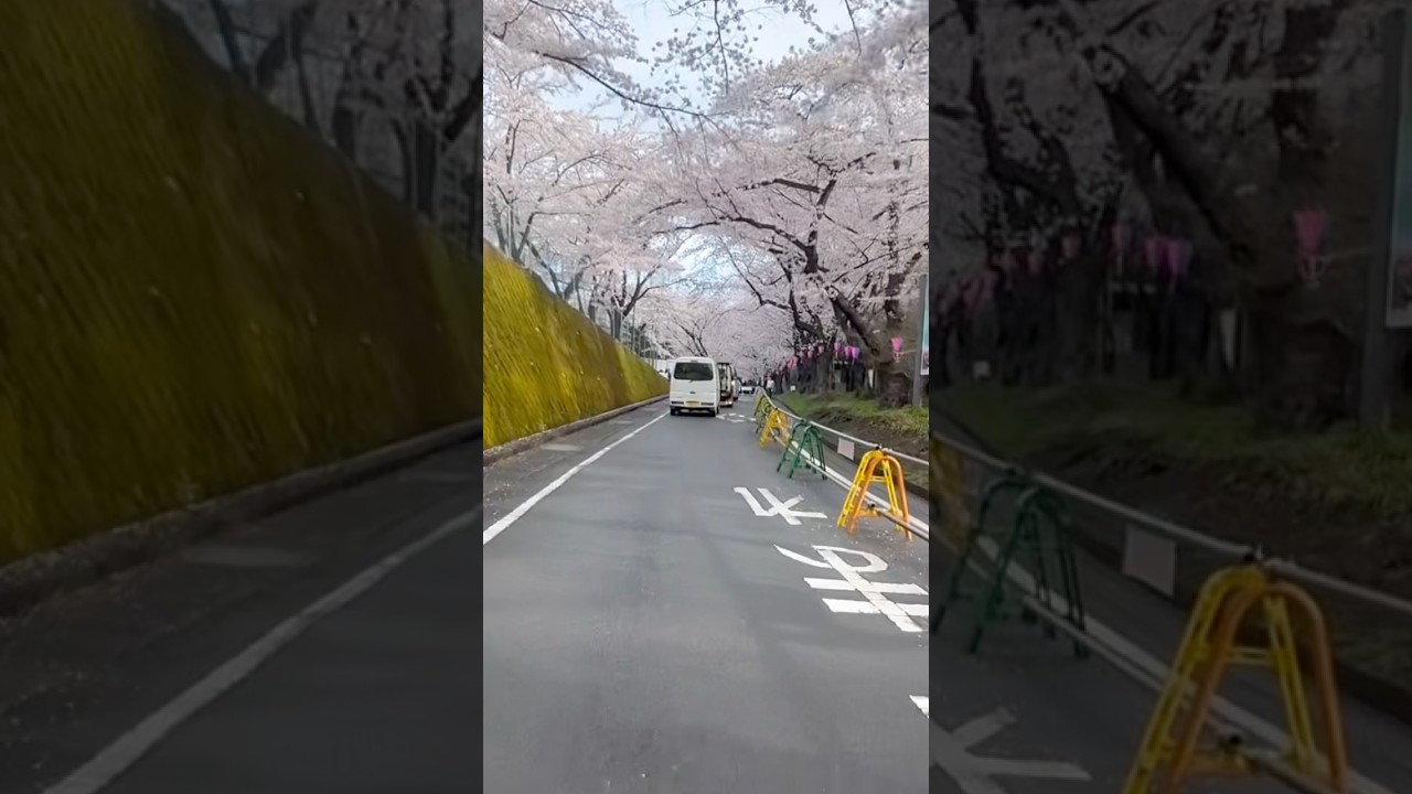 今日７時｢赤城南面千本桜♡渋滞｣