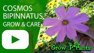 Cosmos bipinnatus - grow & care (Garden cosmos)