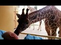 The heartbreaking moment a giraffe gives dying zoo ...