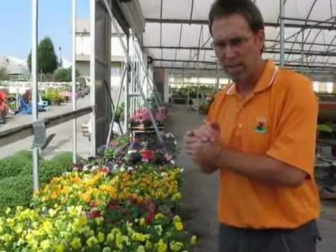 Pansies- Meadows Farms Nurseries