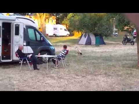 Stork going camping