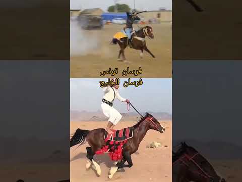 خيل خيل عربيه اصيله horse