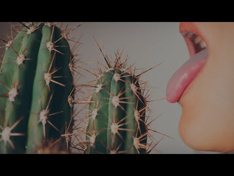 Salt Ashes - Cut You With A Kiss | Official Video