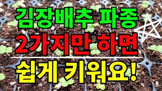 (김장배추2)배추씨앗 파종하는방법:: 2가지만 제대로하면 쉽게 튼실한 배추모종 키울수 있어요.
