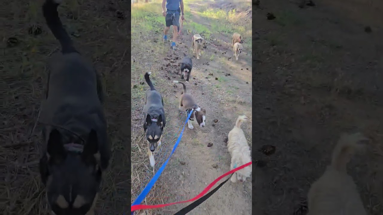 Enlarge Roman, a Adoptable mixed breed in Evergreen, CO video 3/6