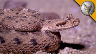 Sidewinder Rattlesnake Slithers Across the Desert Sand!