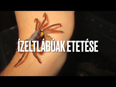 Paraziták az élelmiszer- előállításban