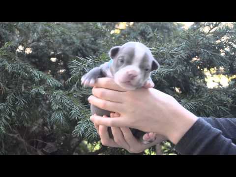 Shaolin X Gypsy (Blue collar) Male puppy 2 weeks old