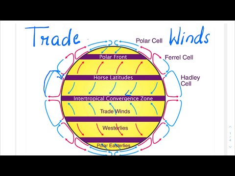 What are trade winds