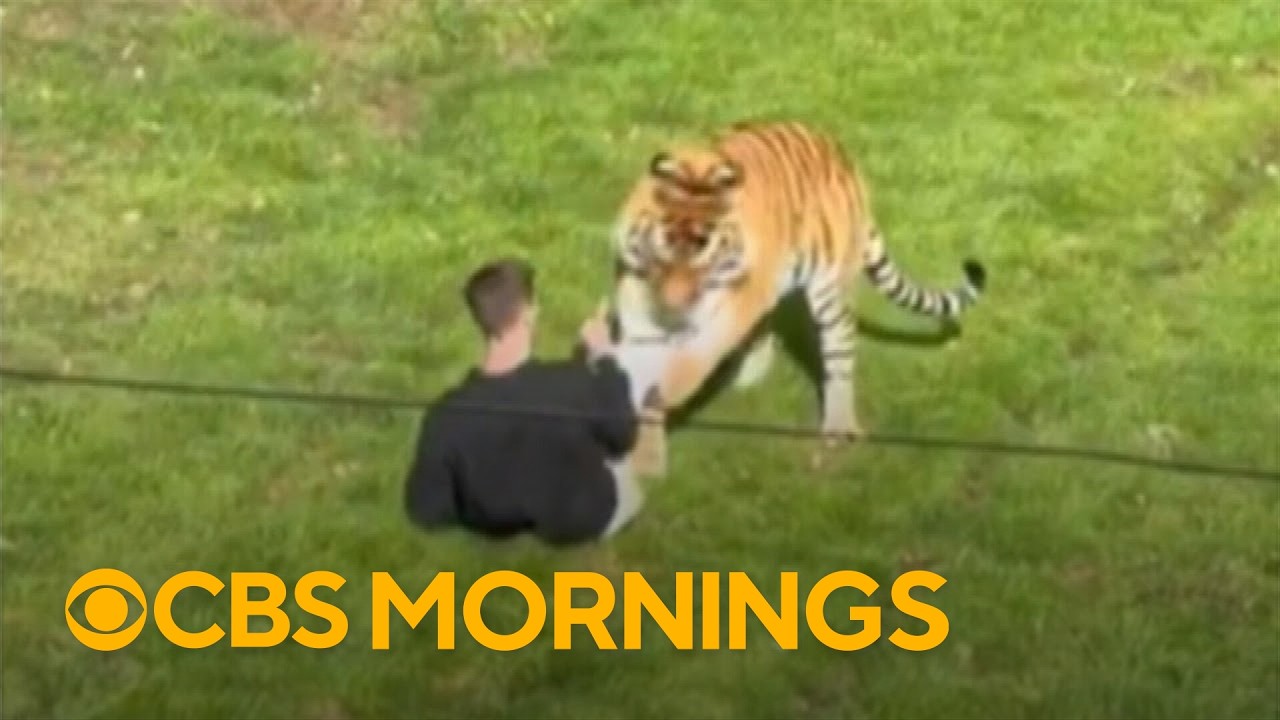 Police search for answers after man dies in tiger enclosure at Yorkshire zoo