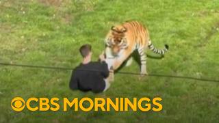 Police search for answers after man dies in tiger enclosure at Yorkshire Wildlife Park