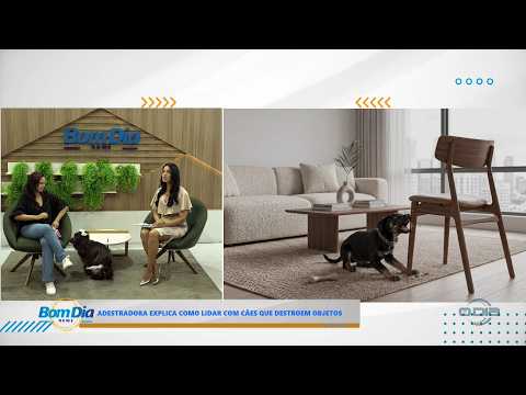 O Dia TV