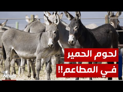 شاهد بالفيديو.. لحوم الحمير تثير مخاوف البصريين ورواد المطاعم يبتعدون عن اللحم الرخيص خوفا من مصدره المجهول | تقرير