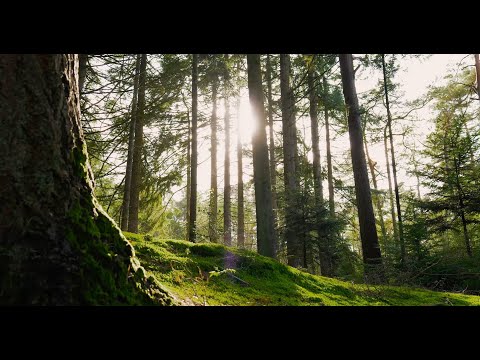 🌿 Nhạc thiền ca Làng Mai không lời | Thư giãn – Thiền định – An lạc (video 4K)