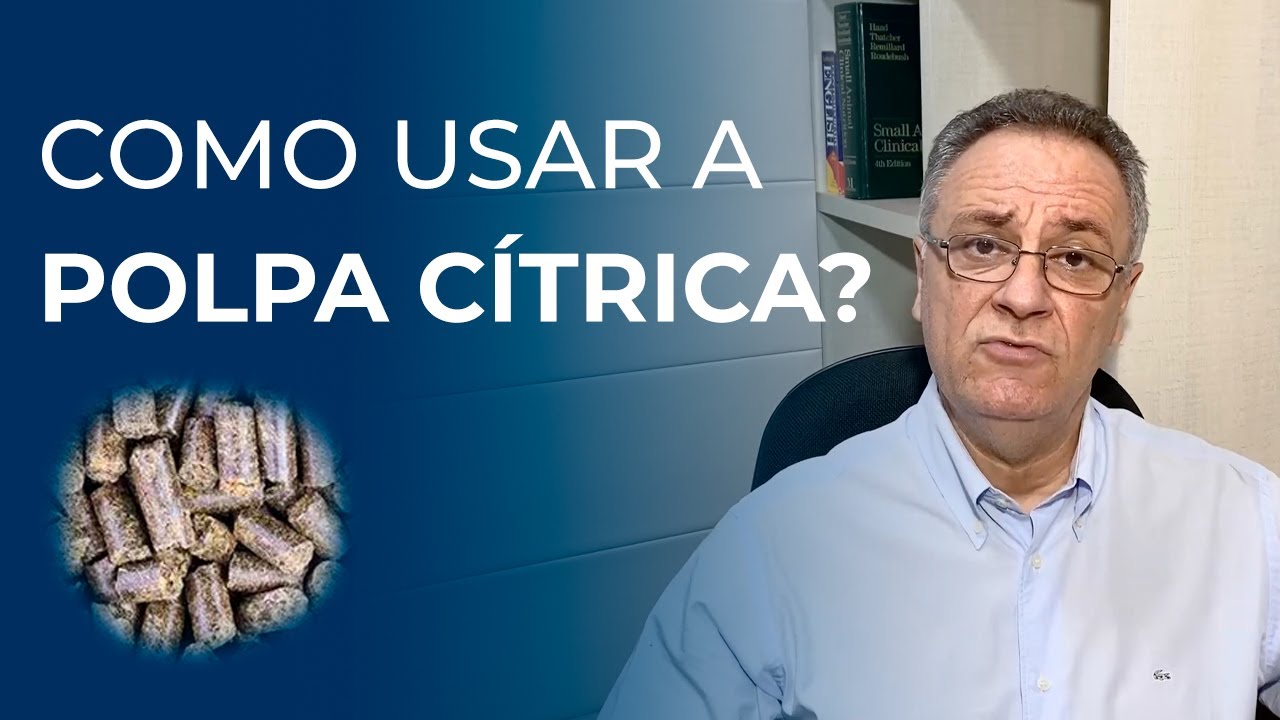 Como usar a polpa cítrica na dieta de bovinos
