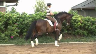 Video koně Laurenti