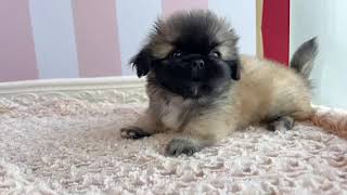 ペキニーズの動画01
