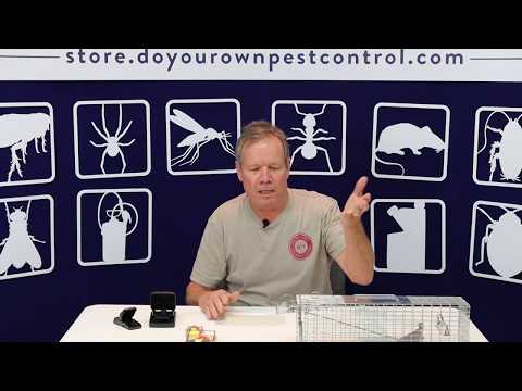 Rat Traps (Trapper T-Rex vs Victor Snap Traps)