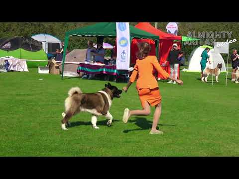 AMERICAN AKITA |  CACIB 11 sep 2021  |  DNIPRO  | UKRAINE