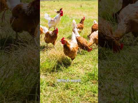 Are "Cage-Free" Eggs Actually Worth It? 🥚👀