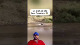 Leoa foi no Gnu dentro da Agua 😱