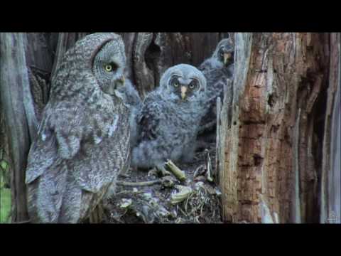 Great Gray Owl Nest Male makes another delivery 9:05pm 5-27-2017