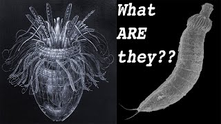 15 Animals You've Never Heard Of! The Forgotten Phyla