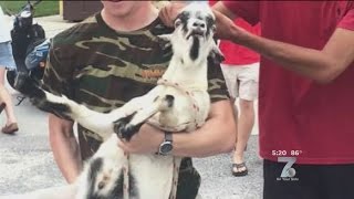 USC Students say Goodbye to Dalebert the Goat