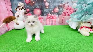 ラグドールの動画01