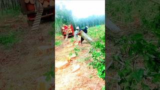 Download lagu BADAN BOLEH KECIL TENAGA JANGAN DI ANGGEP REMEH #kecilkecilcaberawit#kuat#popaye#tempur#lucu#comedy mp3