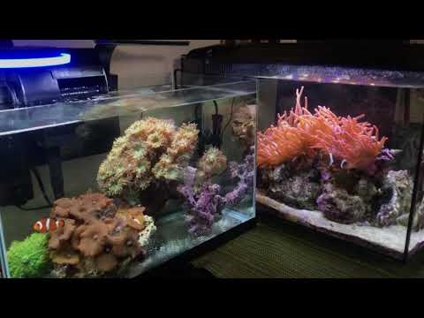Nano Tanks: Fluval Evo 13.5 and 10 Gallon Reef Tank