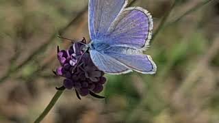 Leptiri u prirodi--prekrasan ljubičasti mali leptir sjedi na roznom cvijeću...