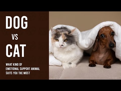 DOG vs CAT | What kind of Emotional Support Animal suits you the Most | My ESA Doctor
