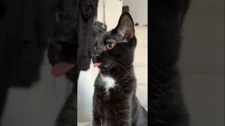 #cat #cute #catvideo #cutecat #funnyvideo #funny #pets
