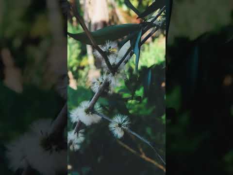 Nature on a beautiful afternoon  #abaetetuba #pará #canon #viral #brasil