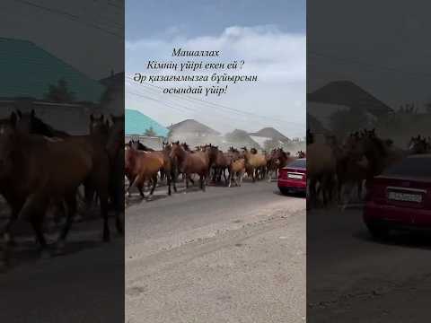 Әр бір қазаққа бұйырсын. #horse #арабскиелошади #лошади #продажалошадей #лошадки #моялошадь #rek