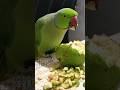 Main Tota Mithu Mithu Karta Main Tota Main Tota Hindi Rhyme For Kids Maintota Parrot Hindirhymes