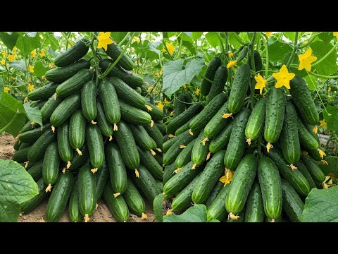 🔴LIVE: 🥒Saving Cucumber Seeds: A Gardener's Guide